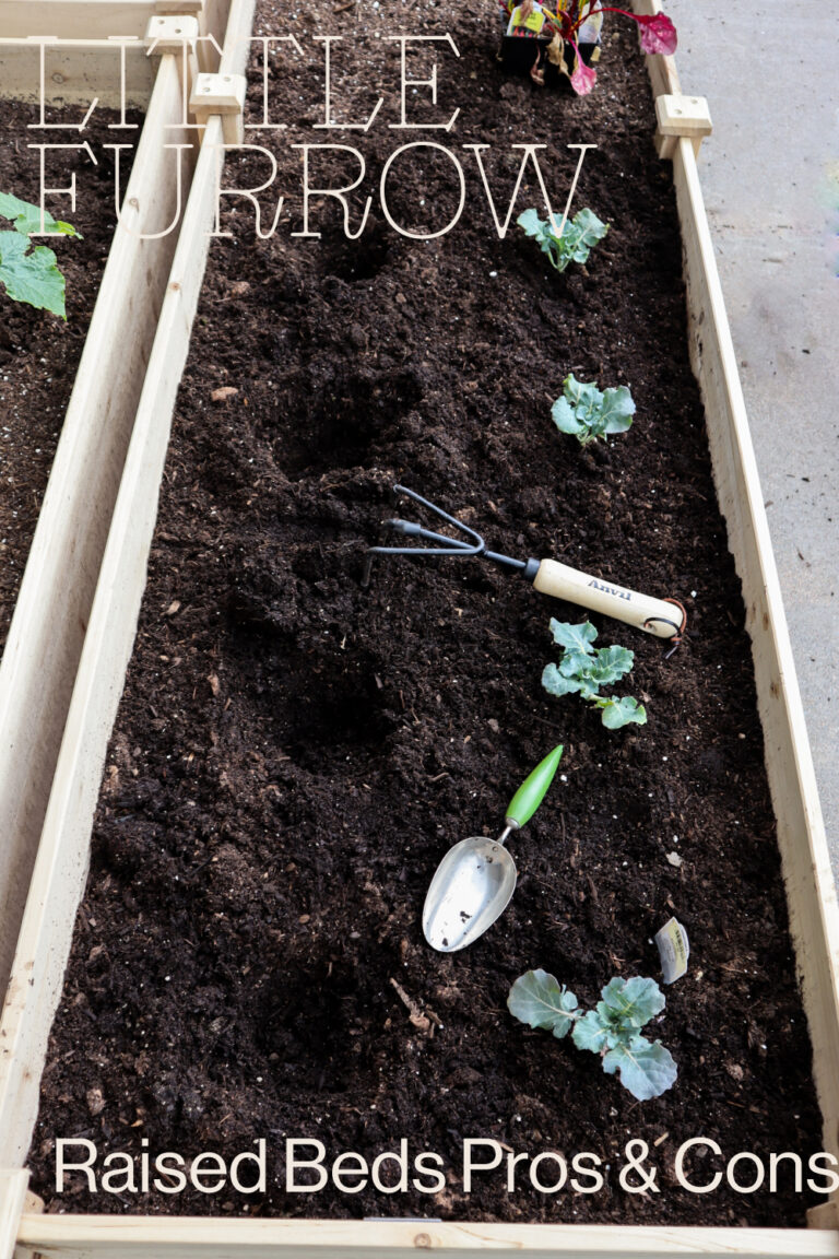 Everything You Need to Know About Raised Beds