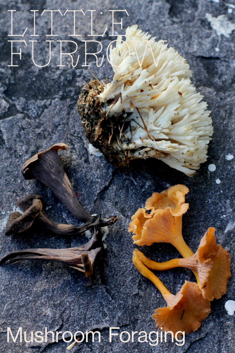Mushroom Foraging: Chanterelle and Black Trumpet Mushrooms