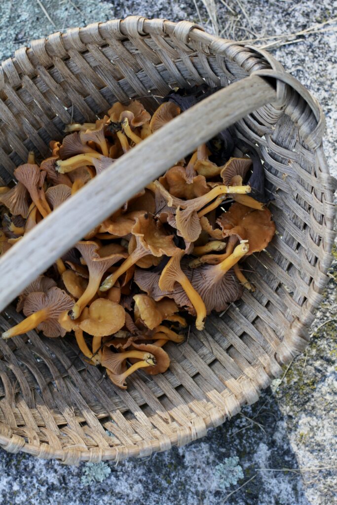 mushrooms foraged in a basket