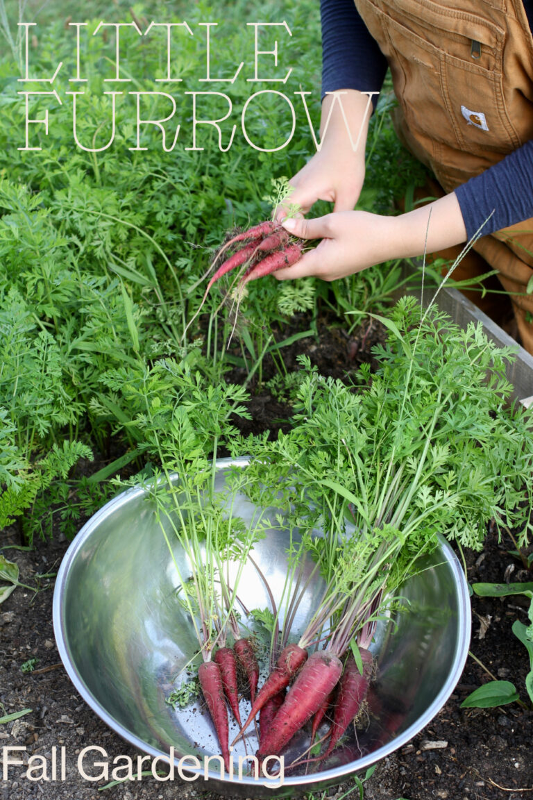 Fall Gardening 101: What to Plant