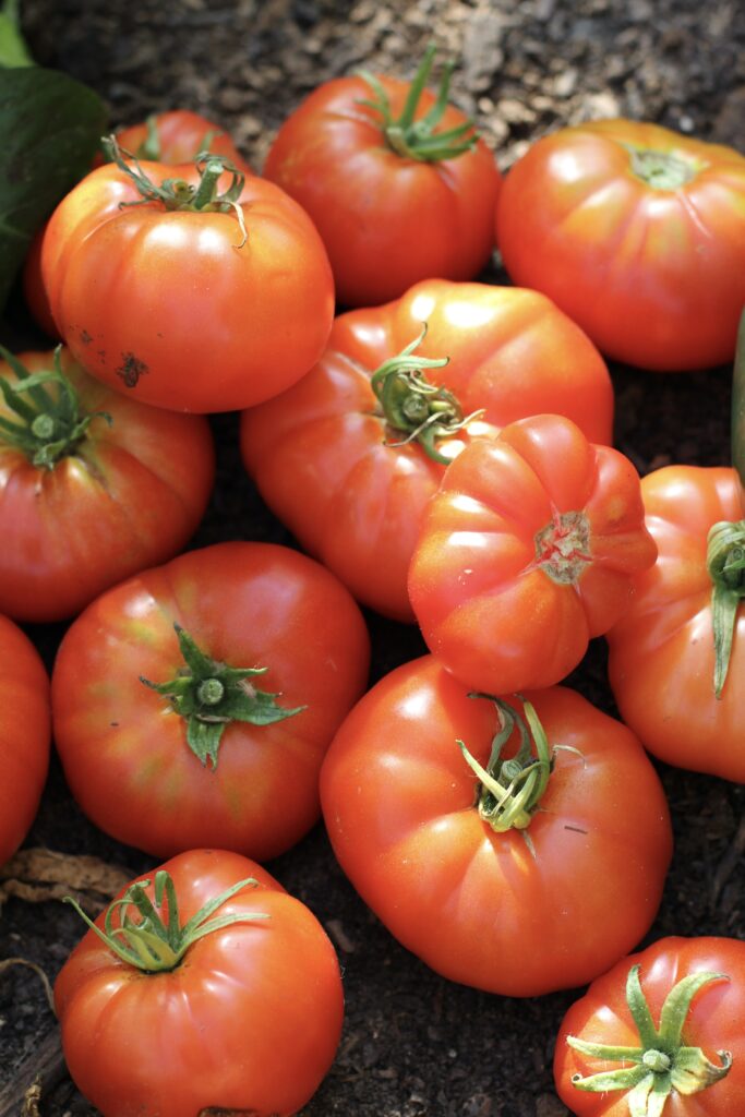 home grown tomato harvest in sunlight