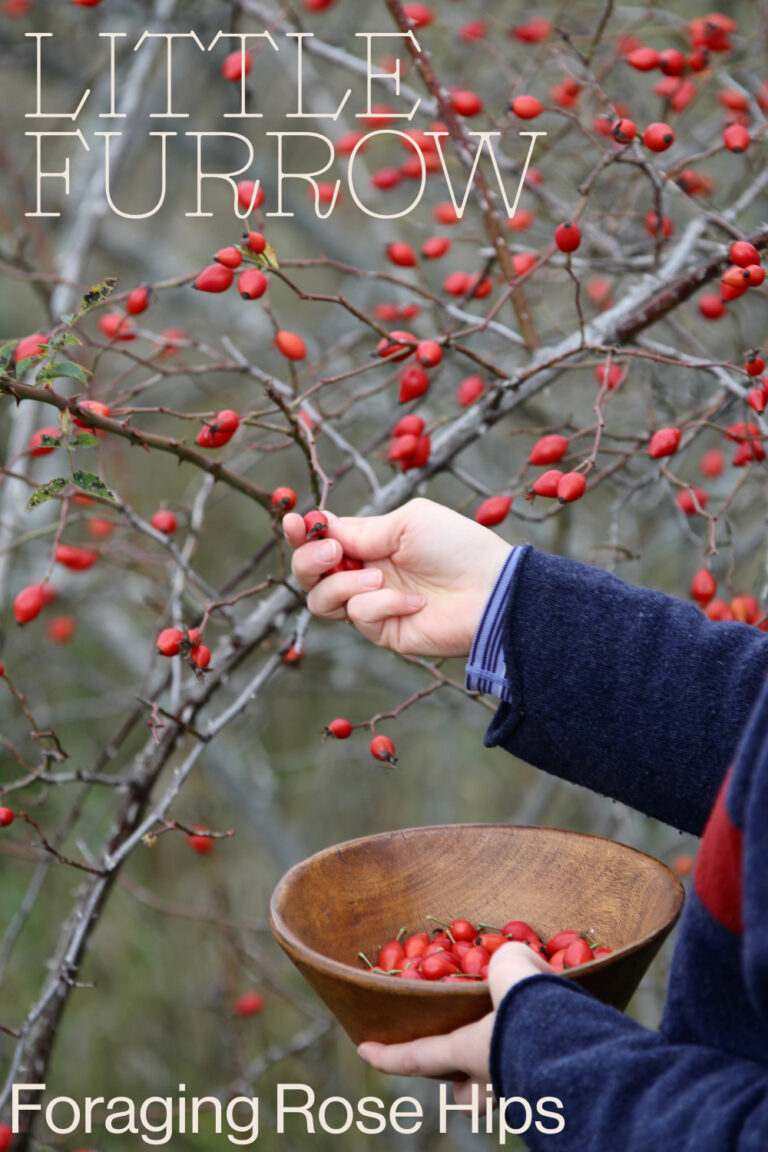 How to Forage and Use Rose Hips