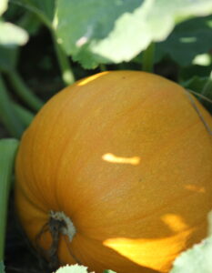 pumpkin harvest