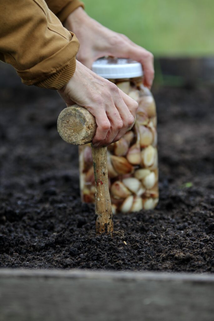 garlic planting process