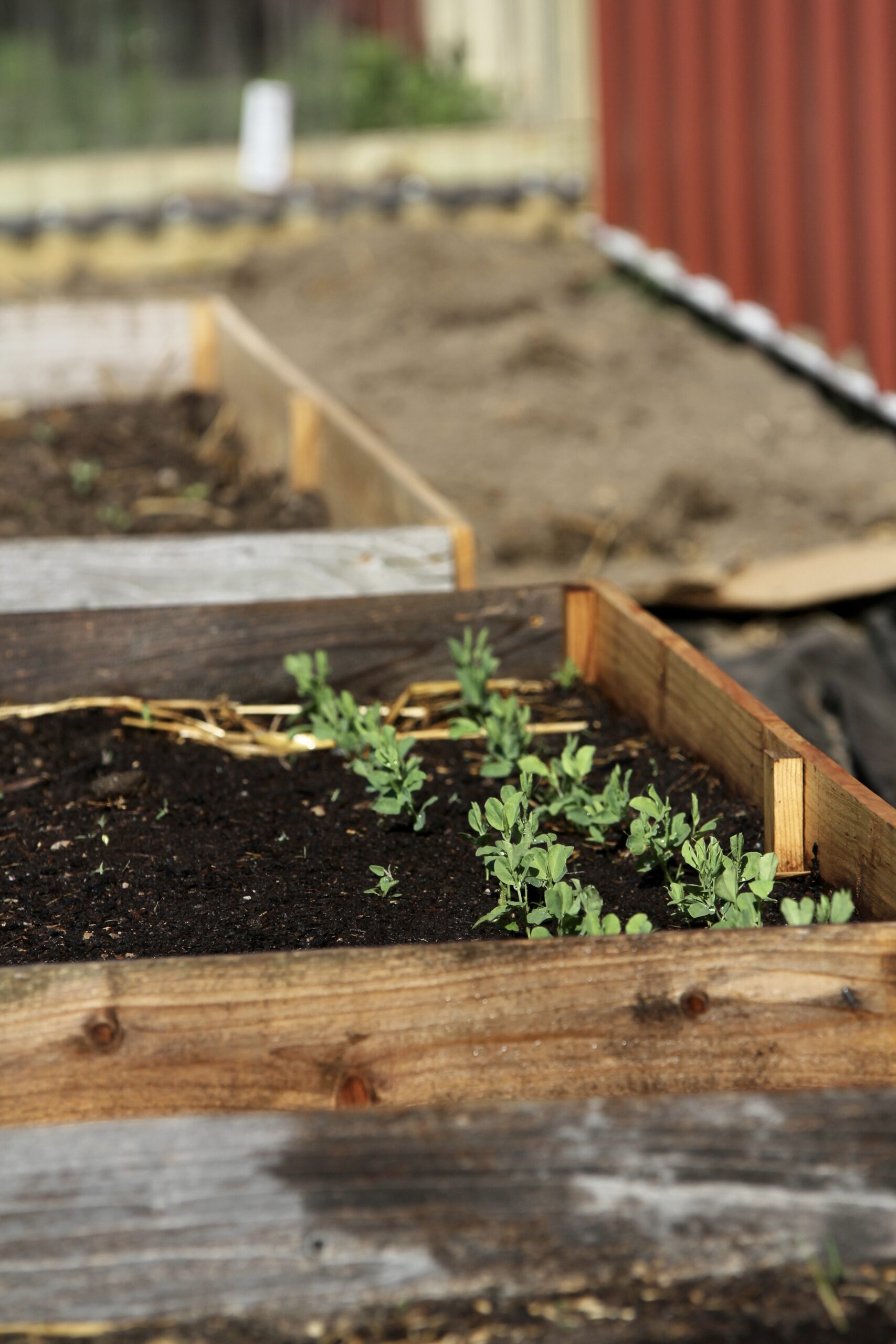 raised garden beds with sweet pea seedlings growing in them 